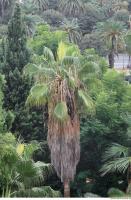 palm tree 0001